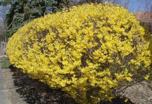 Forsythia06