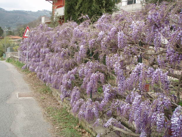 Tuscany_apr08_020